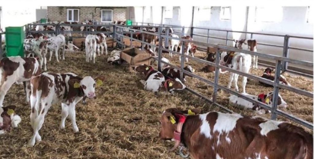 Рашисты разгромили молочную ферму на Харьковщине - элитных коров расстреляли (ФОТО) 8