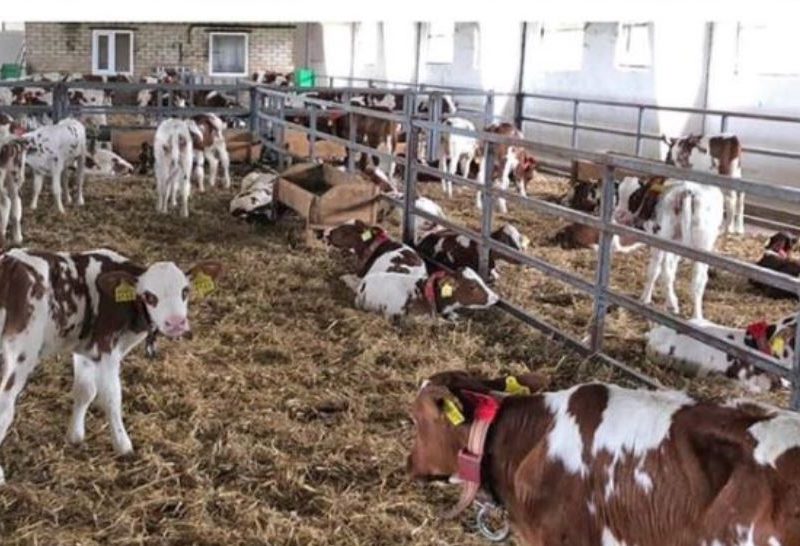 Рашисты разгромили молочную ферму на Харьковщине — элитных коров расстреляли (ФОТО)