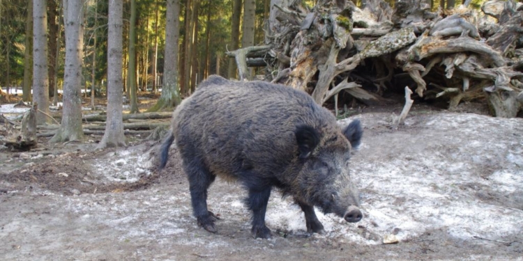 Ни одна свинья не заслуживает имени бесчеловечного ублюдка. В Баварии кабану Путину дали новую кличку (ФОТО)