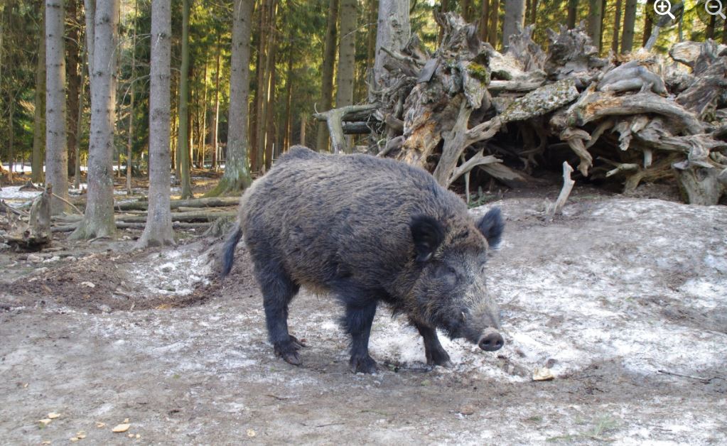 Ни одна свинья не заслуживает имени бесчеловечного ублюдка. В Баварии кабану Путину дали новую кличку (ФОТО) 7