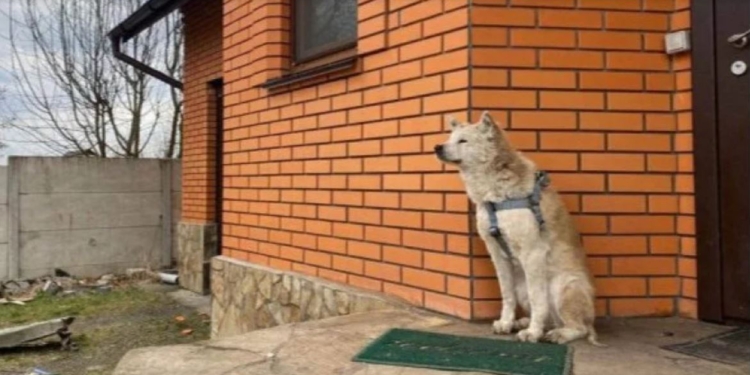 В Макарове под Киевом пес уже месяц ждет хозяйку, которую жестоко замучили рашисты (ФОТО)