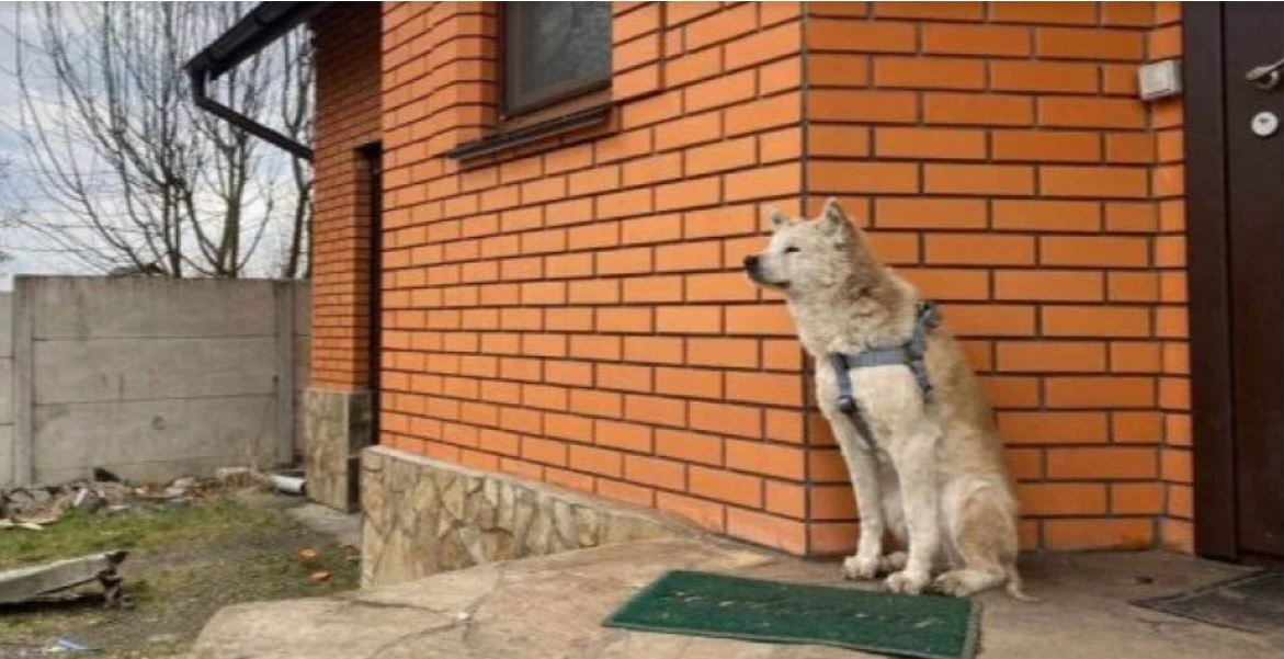 В Макарове под Киевом пес уже месяц ждет хозяйку, которую жестоко замучили рашисты (ФОТО)