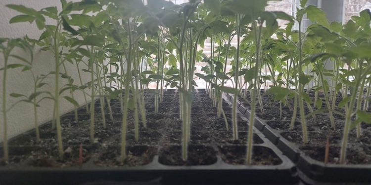 Город на балконі. Українців закликають засадити кожний клаптик землі, бо овочів не буде