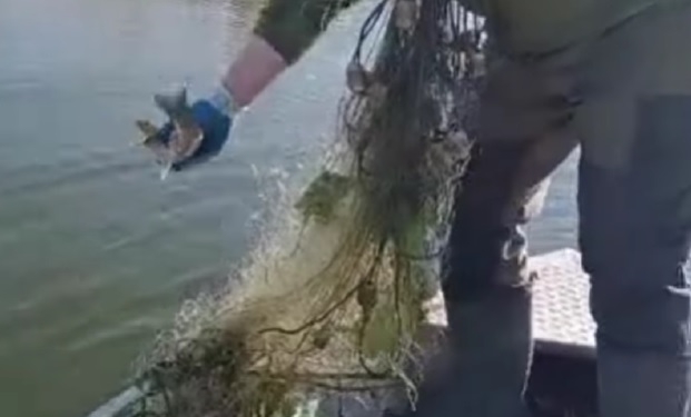 Миколаївський рибоохоронний патруль вилучив з Південного Бугу 12 браконьєрських сіток – підуть на маскувальні (ВІДЕО)