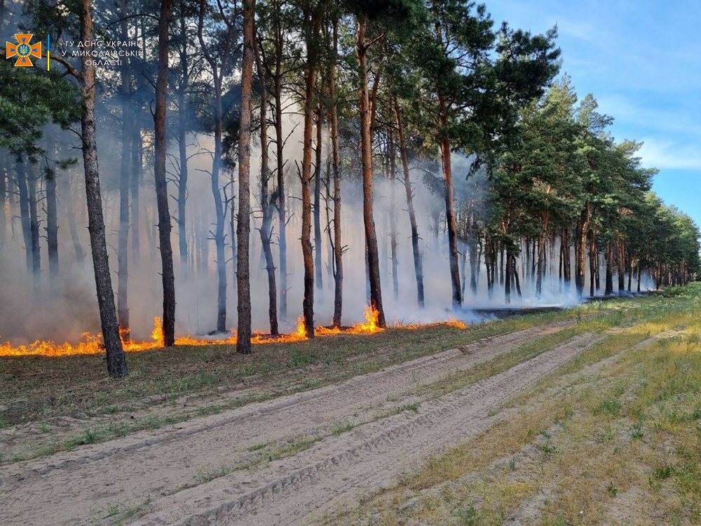 Через обстріли окупантів знову горів ліс біля Миколаєва (ФОТО) 1