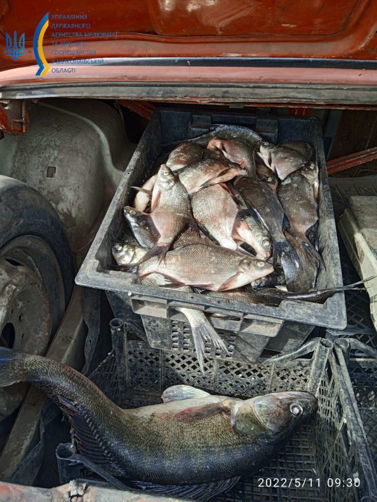 В Новому Бузі вилучено з незаконного продажу близько 39 кг риби без відповідних документів (ФОТО) 1