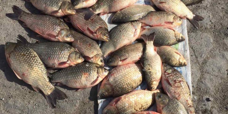 На Дніпровському лимані Миколаївський рибоохоронний патруль піймав чергових браконьєрів (ФОТО)