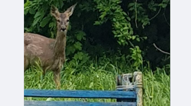 Спасалась от кинбурнских пожаров: к берегу Черноморской косы приплыла косуля (ФОТО)