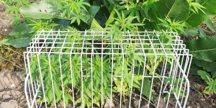 Більше 1 кг канабісу та рослин коноплі вилучили поліцейські у жителя Миколаєва (ФОТО)