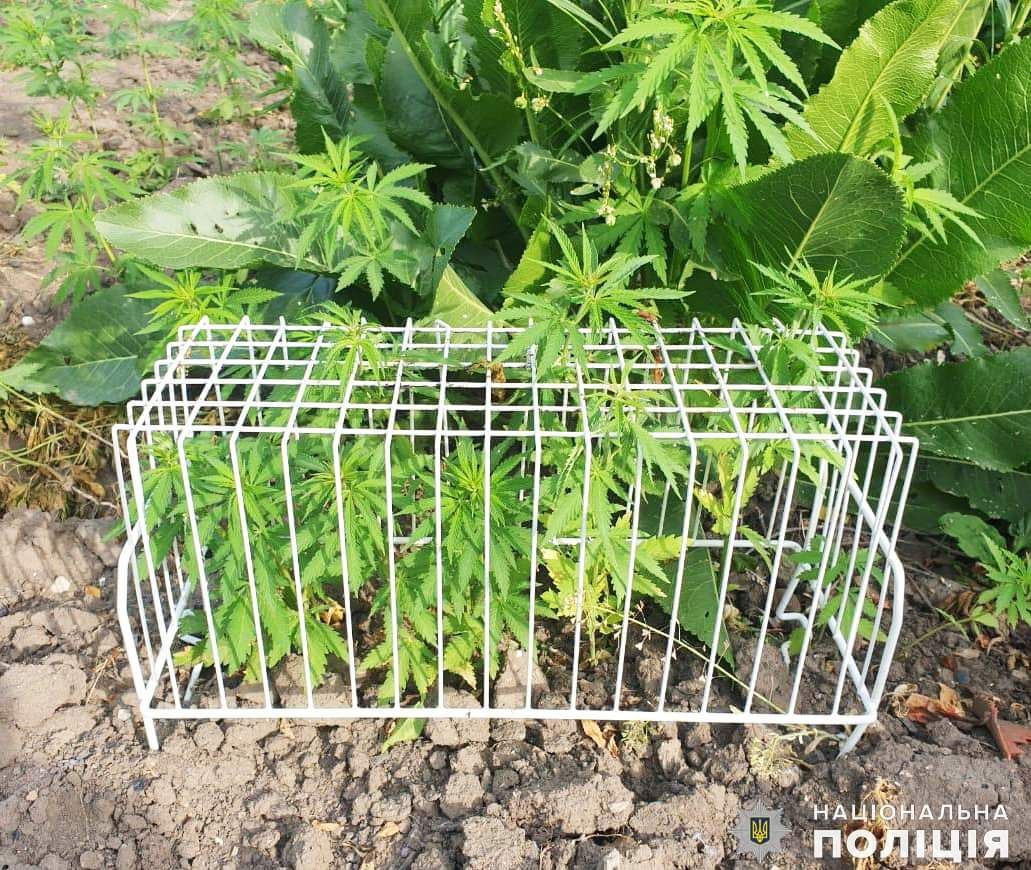 Більше 1 кг канабісу та рослин коноплі вилучили поліцейські у жителя Миколаєва (ФОТО) 13