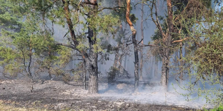 Через обстріли окупантів горів Балабанівський ліс (ФОТО)