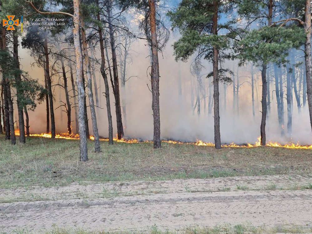 Через обстріли окупантів знову горів ліс біля Миколаєва (ФОТО) 3