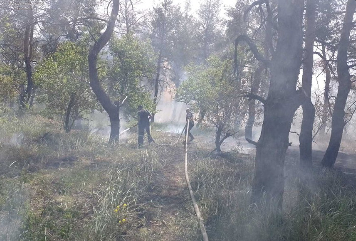 Російський обстріл викликав масштабну пожежу в Галіциновському лісі біля Миколаєва 1