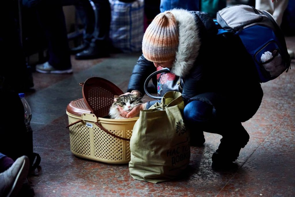 Не кинули друзів: потягами Укрзалізниці вже було евакуйовано більше 100 тисяч тварин, і це не тільки коти і собаки (ФОТО) 7