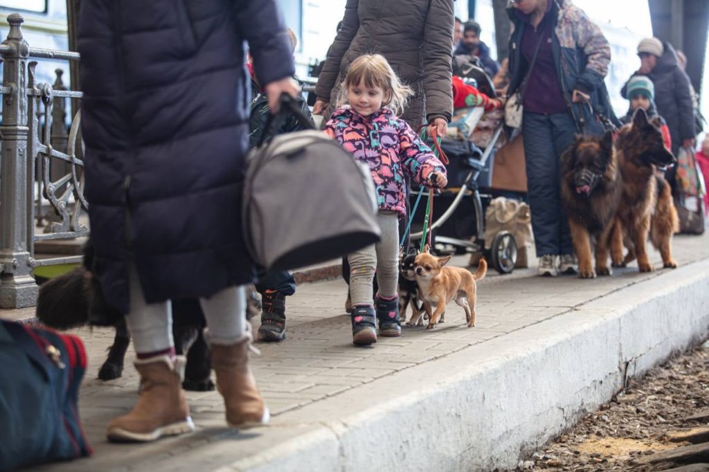 Не кинули друзів: потягами Укрзалізниці вже було евакуйовано більше 100 тисяч тварин, і це не тільки коти і собаки (ФОТО) 11