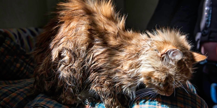 Измучен, но не сломлен: на главную насосную станцию «Николаевводоканала» через систему канализации пришел кот (ФОТО)