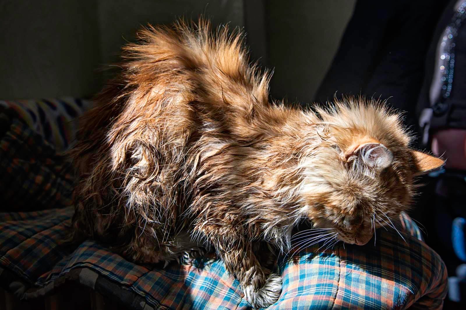 Измучен, но не сломлен: на главную насосную станцию «Николаевводоканала» через систему канализации пришел кот (ФОТО)