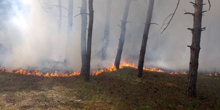Поблизу Миколаєва через ворожі обстріли знов горіли ліси (ФОТО)