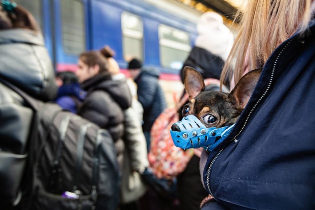 Не кинули друзів: потягами Укрзалізниці вже було евакуйовано більше 100 тисяч тварин, і це не тільки коти і собаки (ФОТО) 15