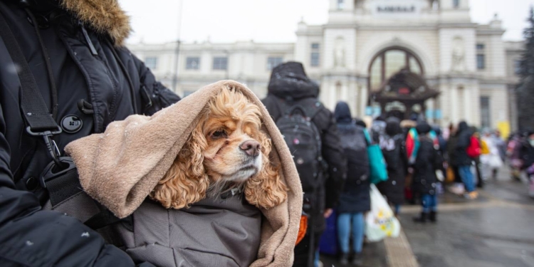 Не кинули друзів: потягами Укрзалізниці вже було евакуйовано більше 100 тисяч тварин, і це не тільки коти і собаки (ФОТО)