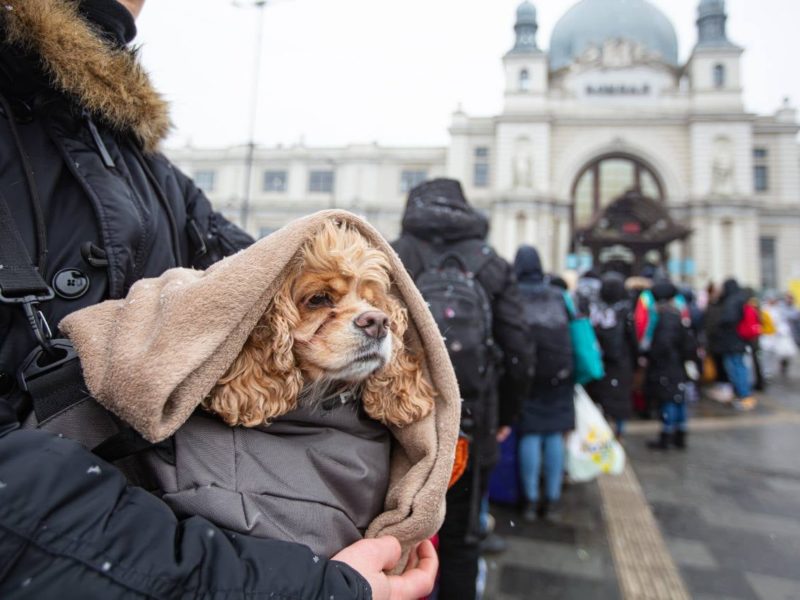 Не кинули друзів: потягами Укрзалізниці вже було евакуйовано більше 100 тисяч тварин, і це не тільки коти і собаки (ФОТО)