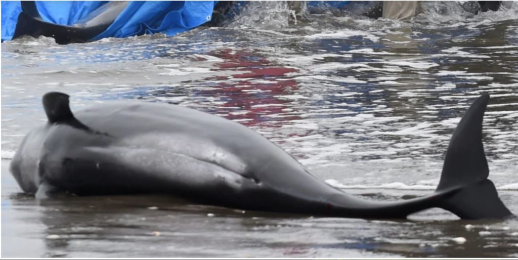 Война и море. В приморских странах фиксируют массовую гибель дельфинов, ситуация непредсказуема 2