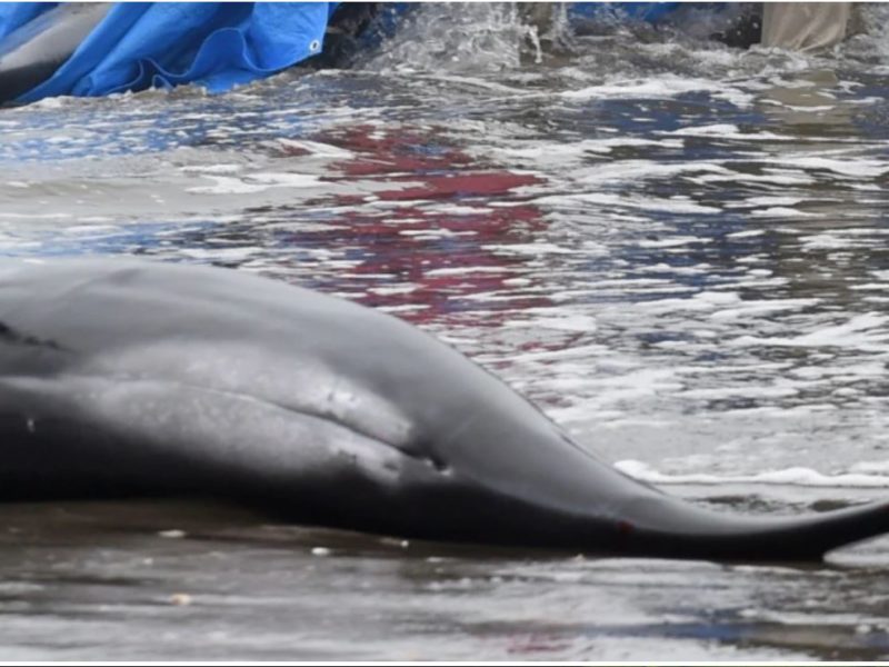 Десятки тисяч дельфінів загинули в Чорному морі через війну. Вчені говорять про екоцид (ВІДЕО)