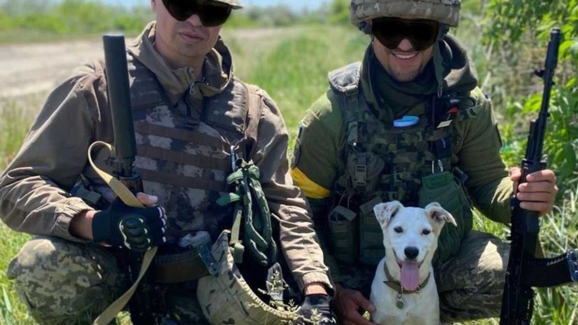 Дает знак за 3 – 5 минут до атаки: с николаевскими бойцами теробороны служит собака Белка (ФОТО) 1