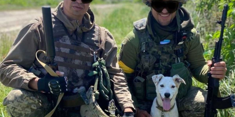 Дает знак за 3 – 5 минут до атаки: с николаевскими бойцами теробороны служит собака Белка (ФОТО)