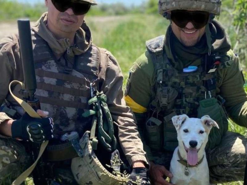 Дает знак за 3 – 5 минут до атаки: с николаевскими бойцами теробороны служит собака Белка (ФОТО)