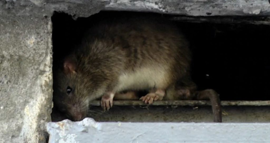 В российском Новосибирске крысы бросаются на людей. Почему? 1