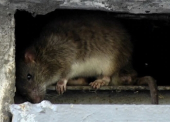 В российском Новосибирске крысы бросаются на людей. Почему?