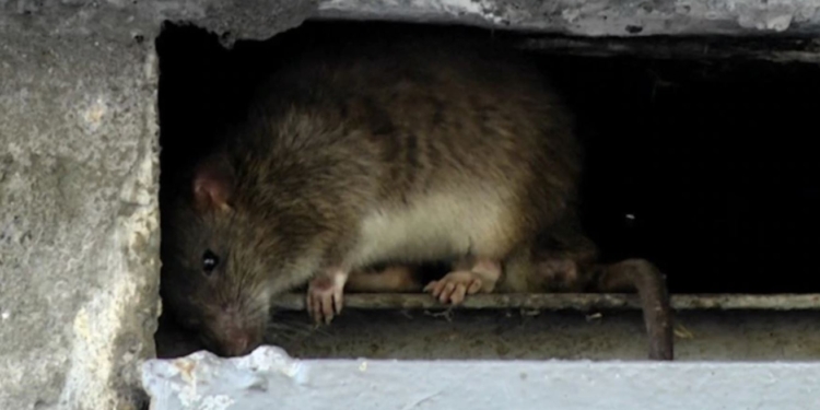 В российском Новосибирске крысы бросаются на людей. Почему?