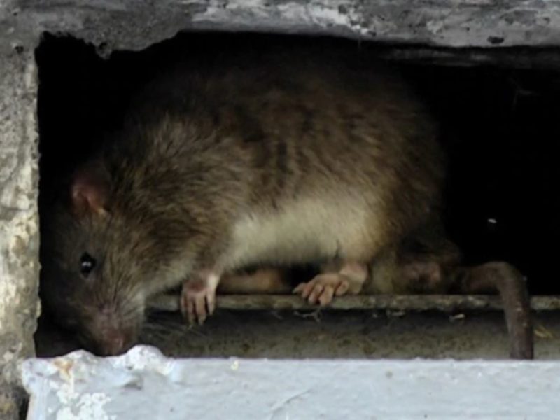 В российском Новосибирске крысы бросаются на людей. Почему?