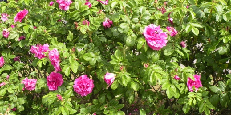 Помоги себе сам. Вино из роз лучше варенья – полезное и не такое сладкое. Рецепт