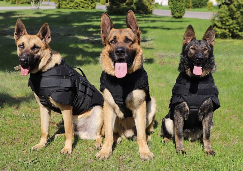Полицейские кинологи из США передали бронежилеты для наших служебных собак (ФОТО)