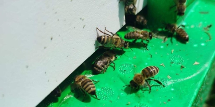 На Миколаївщині через російське вторгнення збір меду скоротиться на 15-20% – прогноз