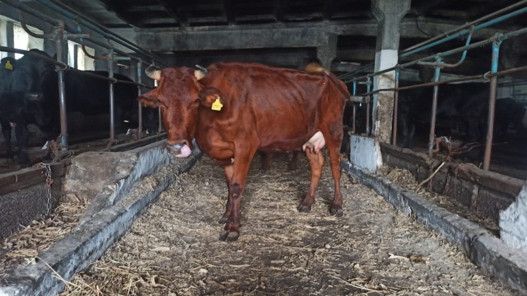 До Дрогобича евакуювали 120 корів з розбомбленої рашистами ферми на Николаївщині (ФОТО) 1