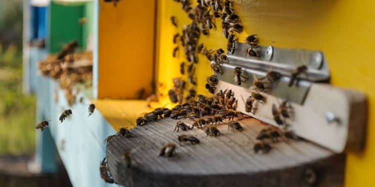 В Україні формують реєстр зруйнованих пасік