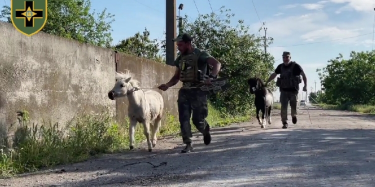 Операція “Підкова”: як на Миколаївщині Лицарі Зимового Походу врятували двох поні (ВІДЕО)