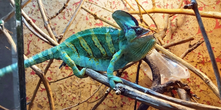 Миколаївський зоопарк за 120 днів російського вторгнення прийняв від городян 426 екзотичних домашніх улюбленців (ФОТО)