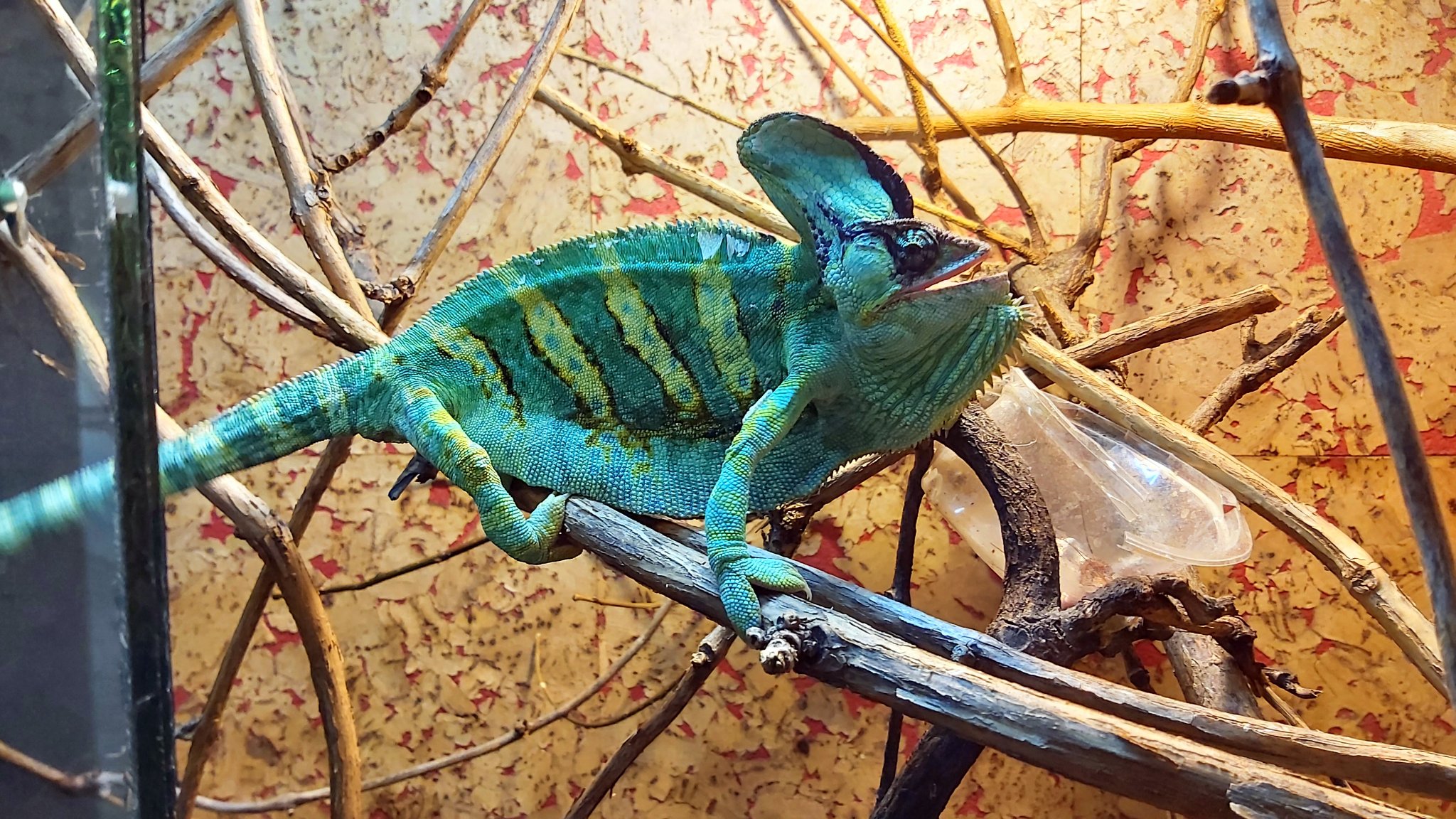 Миколаївський зоопарк за 120 днів російського вторгнення прийняв від городян 426 екзотичних домашніх улюбленців (ФОТО)