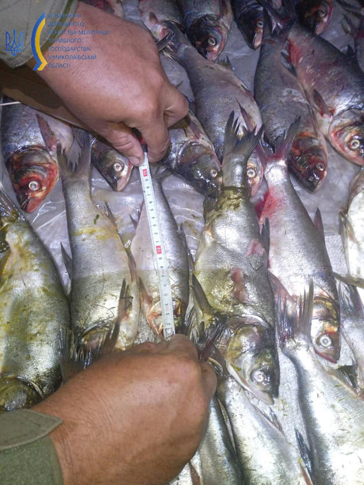 Знов біля Вознесенська: Миколаївський рибоохоронний патруль піймав чергового браконьєра з 81 кг риби (ФОТО, ВІДЕО) 3