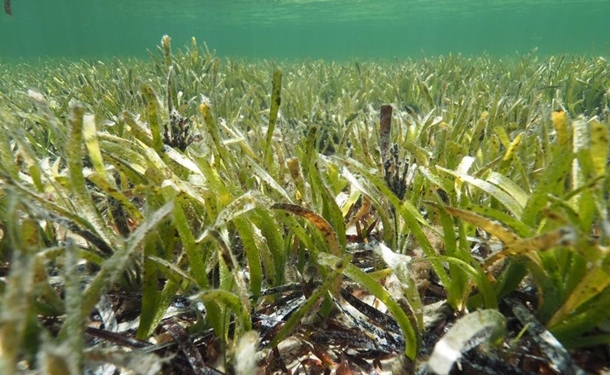 Учены обнаружили в океане живой организм площадью 180 квадратных километров и возрастом 4500 лет