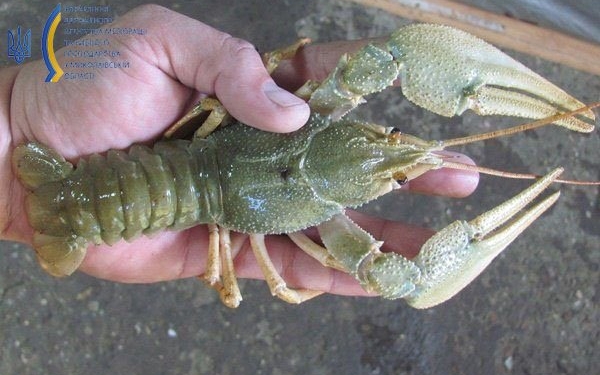 Поблизу Вознесенска Миколаївський рибоохоронний патруль разом з поліцейськими впіймав браконьєра, який під час заборони наловив 114 раків (ФОТО)