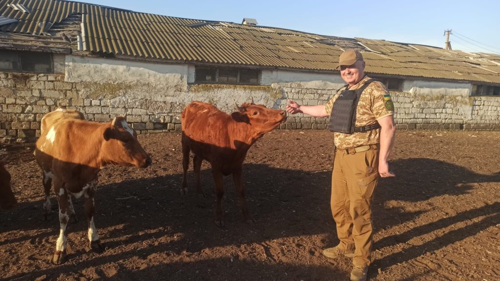 До Дрогобича евакуювали 120 корів з розбомбленої рашистами ферми на Николаївщині (ФОТО) 7