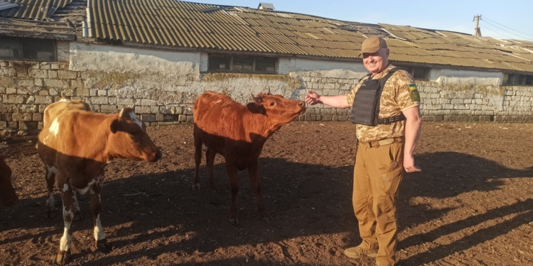 До Дрогобича евакуювали 120 корів з розбомбленої рашистами ферми на Николаївщині (ФОТО)