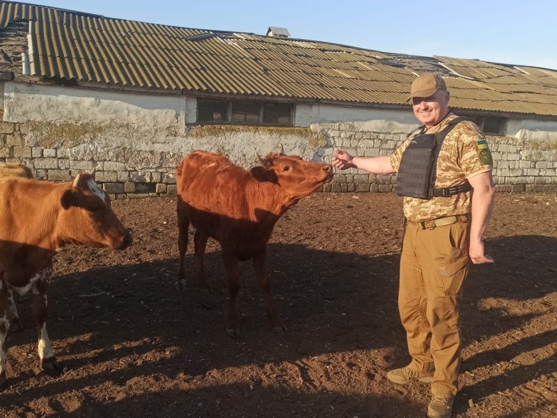 До Дрогобича евакуювали 120 корів з розбомбленої рашистами ферми на Николаївщині (ФОТО)