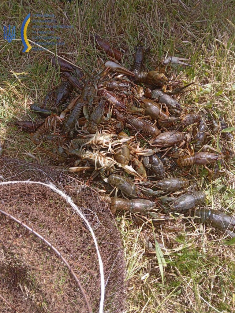 У Вознесенському районі браконьєри виловили 196 раків (ФОТО) 7