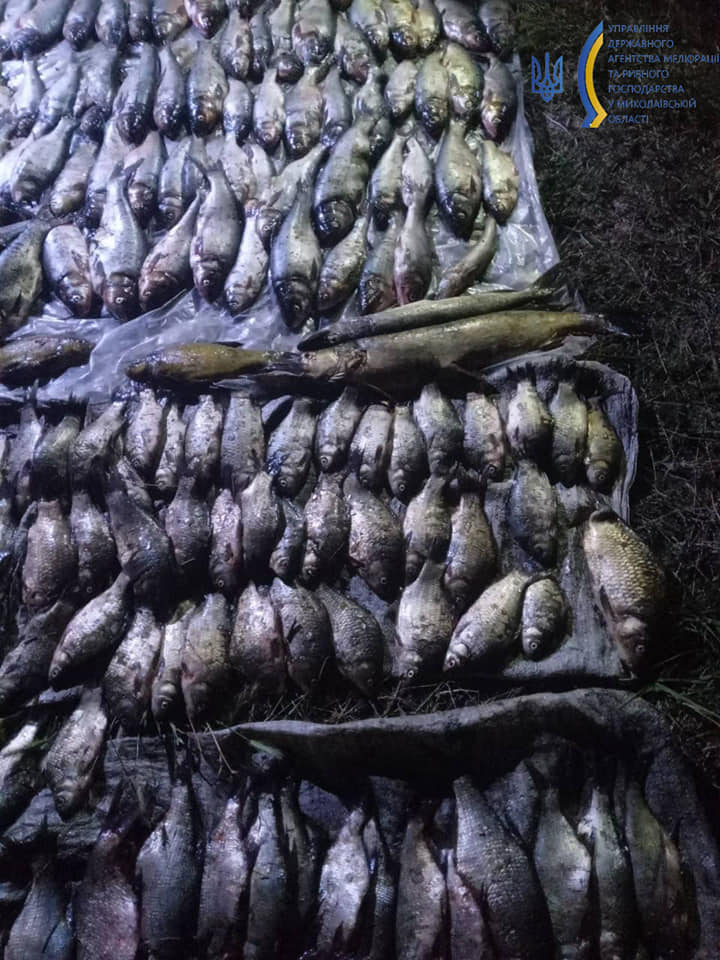 Знов біля Вознесенська: Миколаївський рибоохоронний патруль піймав чергового браконьєра з 81 кг риби (ФОТО, ВІДЕО) 11